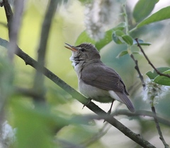 Acrocephalus dumetorum
