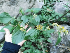 Schistocarpha eupatorioides