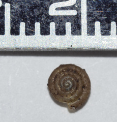 Helicodiscus