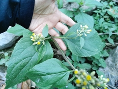 Schistocarpha eupatorioides