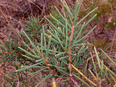 Hakea rugosa