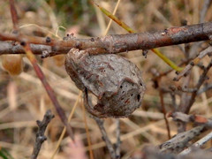 Hakea rugosa