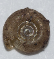 Helicodiscus