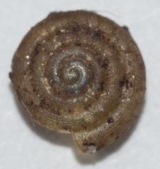 Helicodiscus