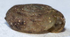 Helicodiscus