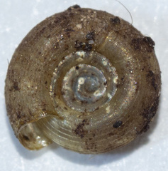 Helicodiscus