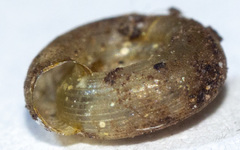 Helicodiscus