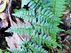 Myriopteris alabamensis