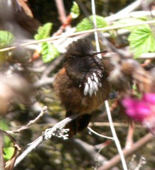 White-Tufted Sunbeam photo 2