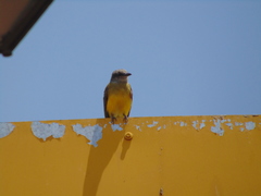 Tyrannus melancholicus