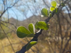 Adelia obovata