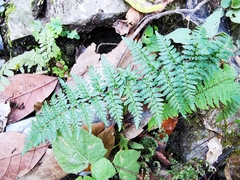 Myriopteris alabamensis