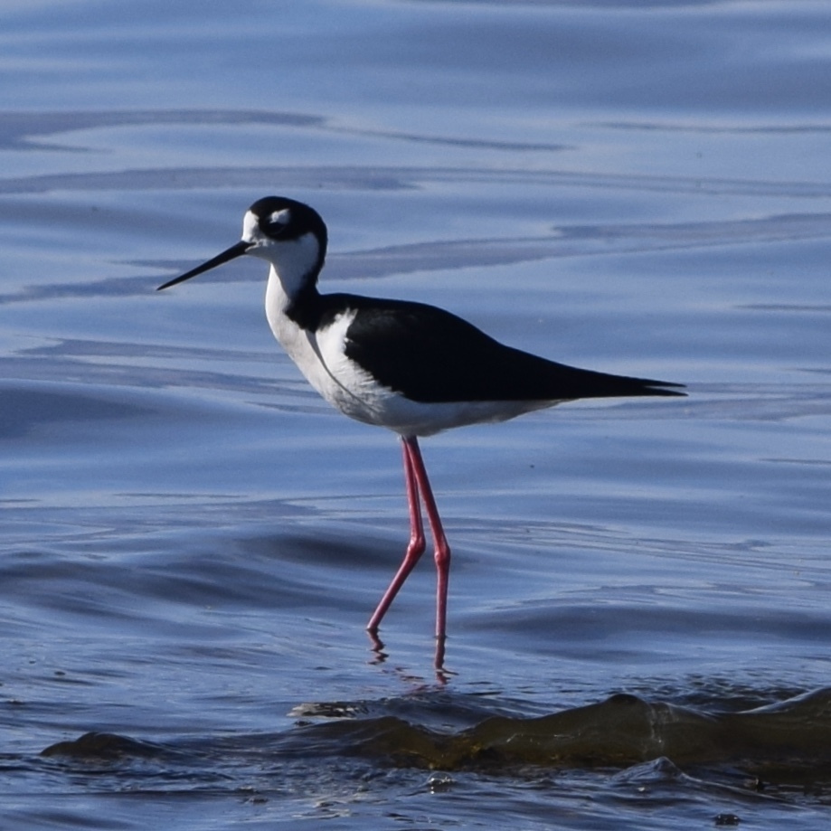 Black-necked Stilt (Saltese Wetlands Biodiversity) · iNaturalist