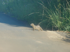 Herpestes