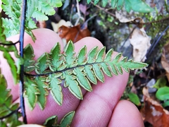 Myriopteris alabamensis