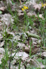 Epipactis microphylla