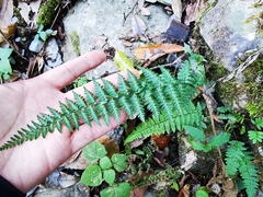 Myriopteris alabamensis