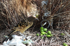 Chlamydera guttata