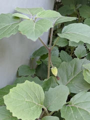 Physalis mollis