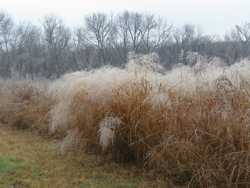switchgrass from Shawnee, KS, USA on December 24, 2016 at 1050 AM by