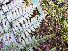 Myriopteris alabamensis