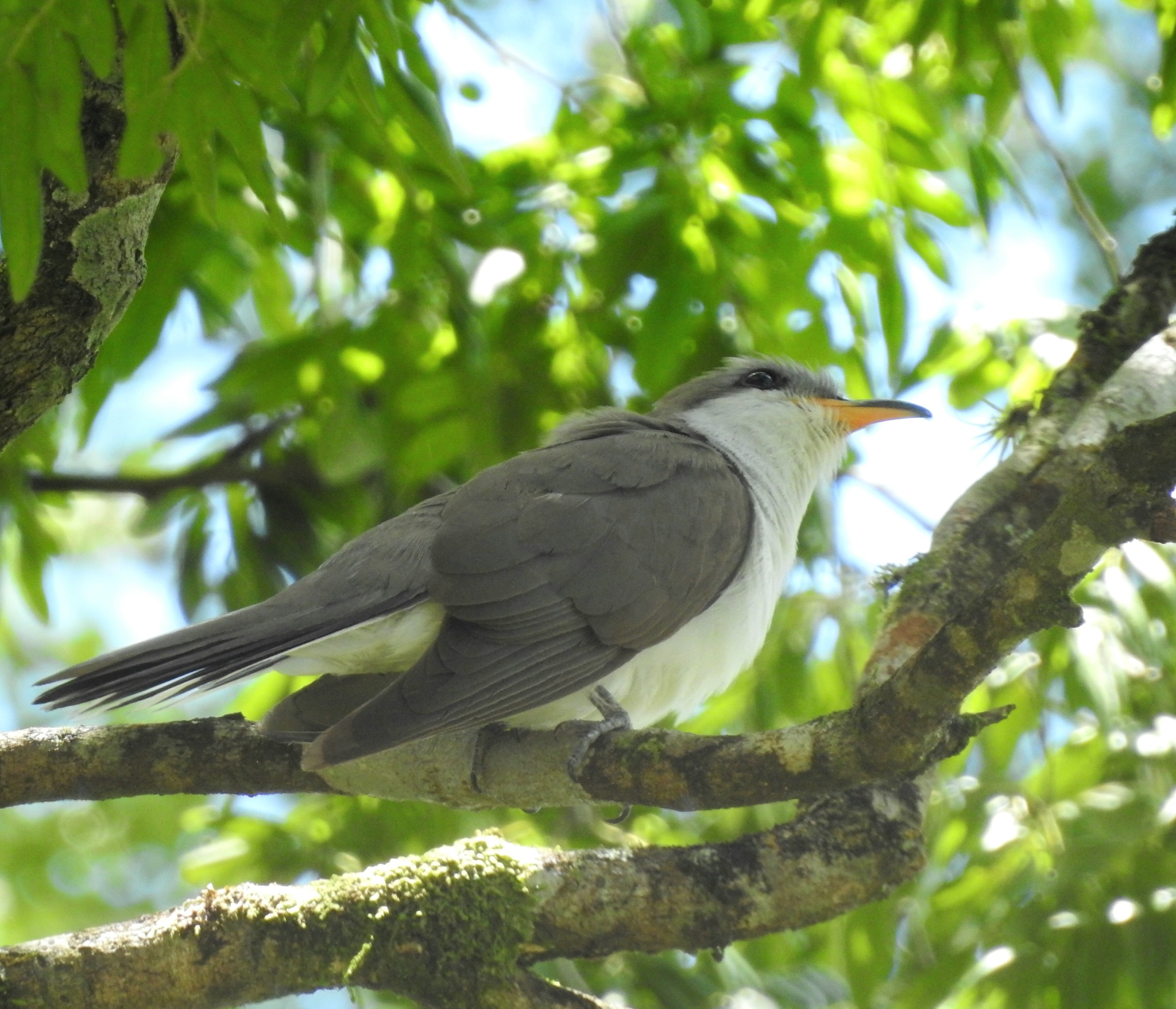 Pearly-breasted Cuckoo (Coccyzus euleri), photo 3