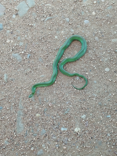 Jaeger's Ground Snake