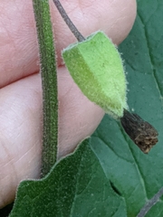 Physalis mollis