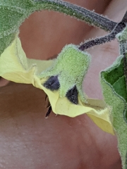 Physalis mollis