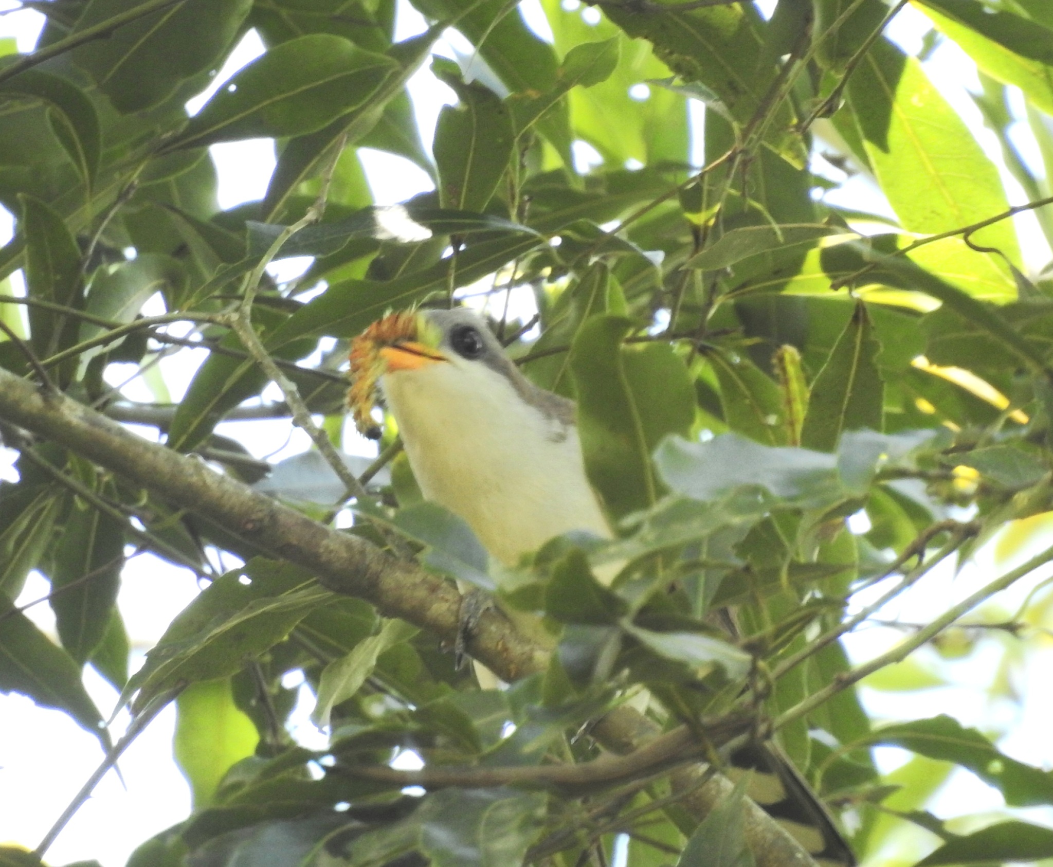 Pearly-breasted Cuckoo (Coccyzus euleri), photo 4