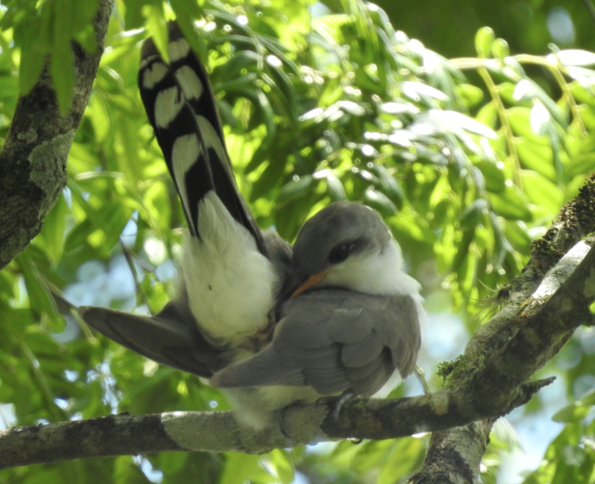 Pearly-breasted Cuckoo (Coccyzus euleri), photo 5