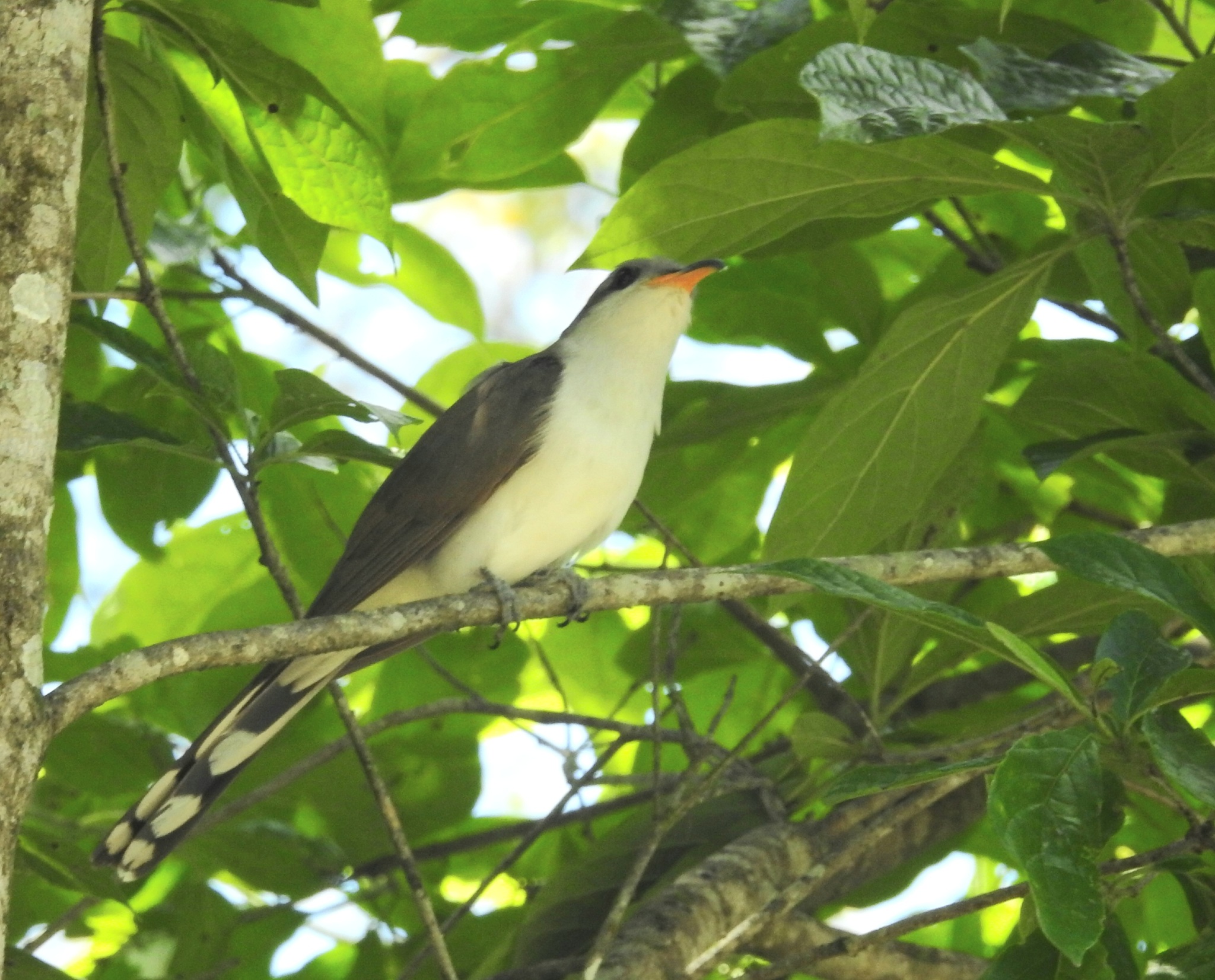 Pearly-breasted Cuckoo (Coccyzus euleri), photo 6