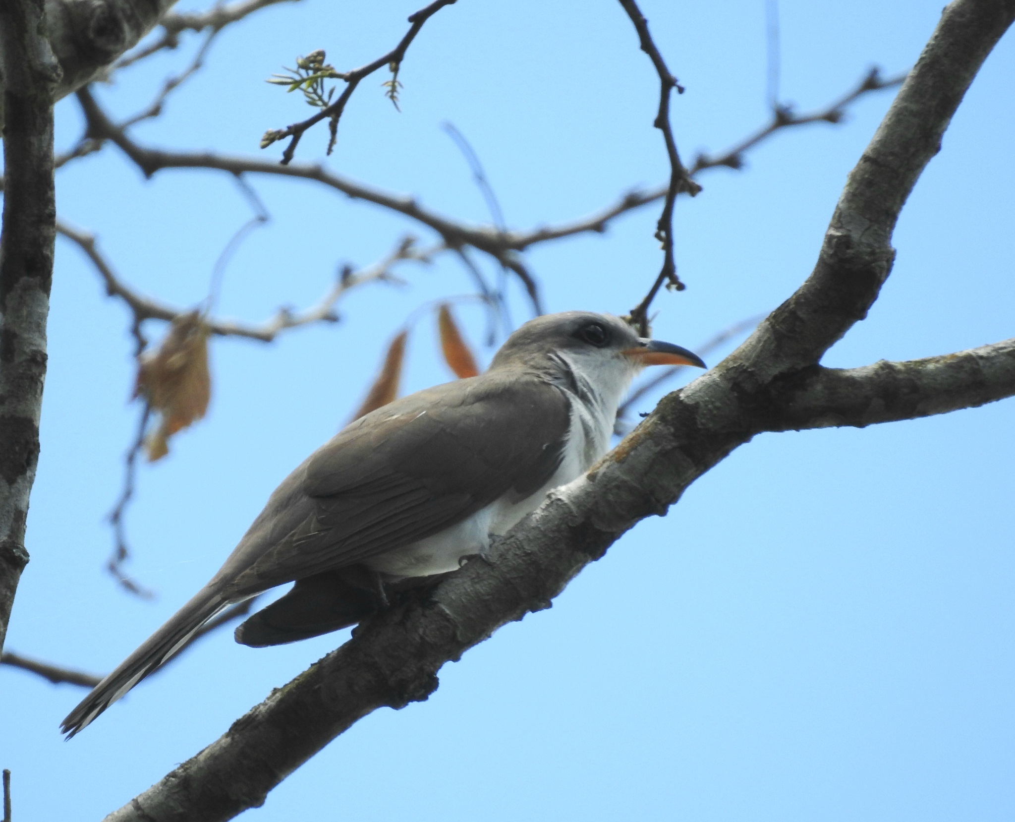 Pearly-breasted Cuckoo (Coccyzus euleri), photo 7