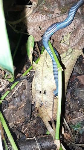Dark-bellied Worm Snake
