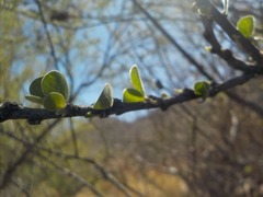 Adelia obovata