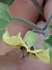 Physalis mollis