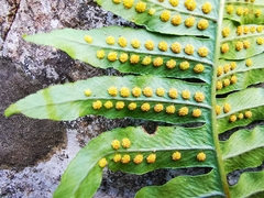 Polypodium plesiosorum