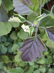 Physalis mollis