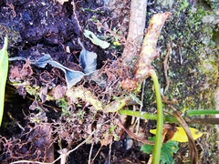 Polypodium plesiosorum