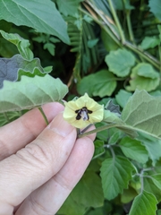Physalis mollis