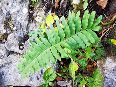 Polypodium plesiosorum