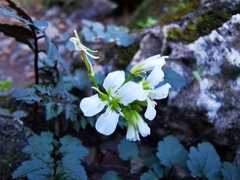 Cardamine auriculata