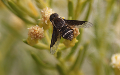 Hemipenthes differens
