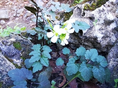 Cardamine auriculata
