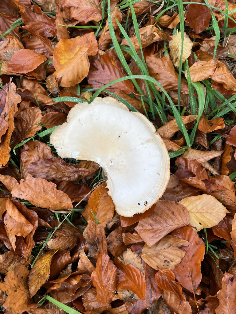 Infundibulicybe geotropa · November 2025 · photo: © georges3 (iNaturalist, cc0)