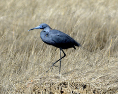 Egretta caerulea × tricolor
