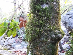 Forsstroemia producta