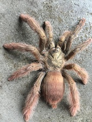 Psalmopoeinae
