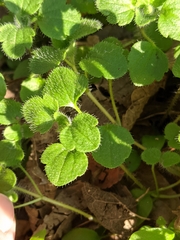 Veronica hederifolia
