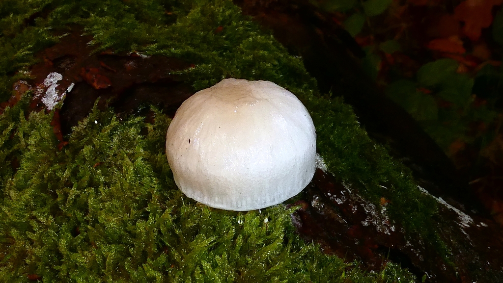 Oudemansiella mucida · November 2025 · photo: © patricklm35 (iNaturalist, cc0)